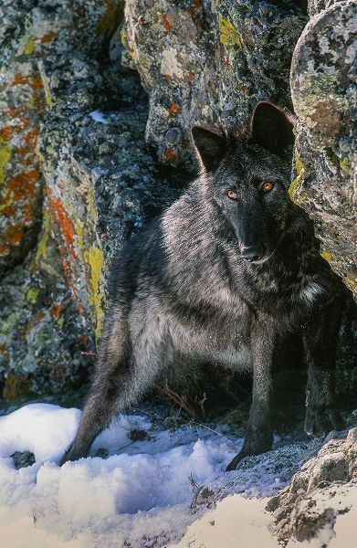 Portrait of Gray Wolf-Montana